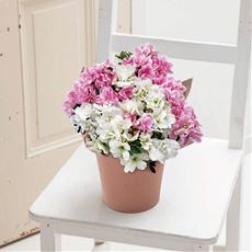 【母の日】クルメツツジ2色植え