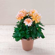 【母の日】ダリア「ラベラ・グランデ(キャラメル)」