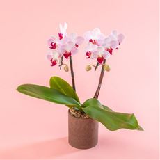 【母の日】ミディ胡蝶蘭「リトルジェム」2本立ち