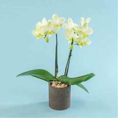 【母の日】ミディ胡蝶蘭「イエロー系」2本立ち