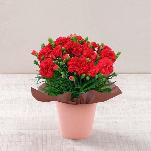【母の日】カーネーション レッド