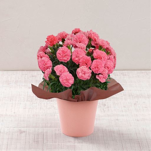 【母の日】カーネーション「ももりーな」