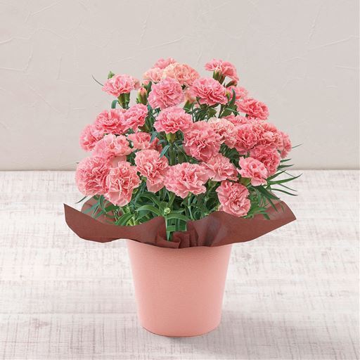 【母の日】カーネーション「ノウル」