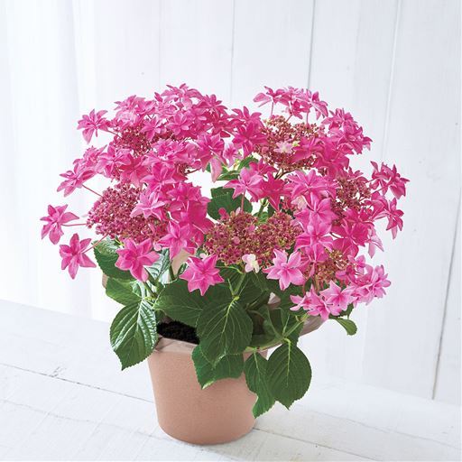 【母の日】あじさい「桜花乱舞」