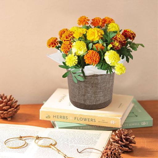 【母の日】マリーゴールド(4号)