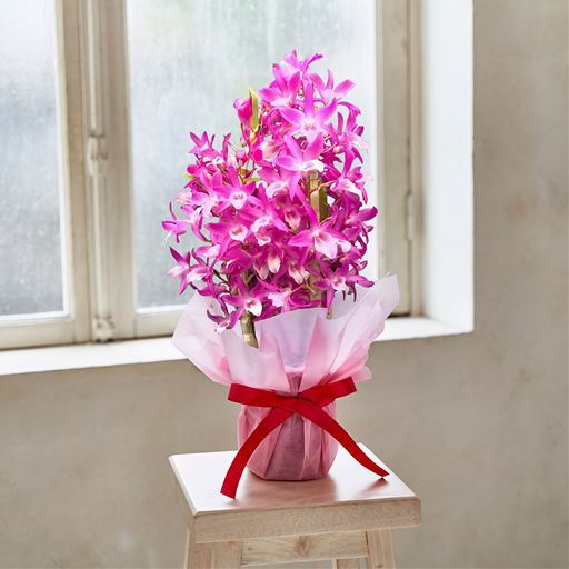 【母の日】デンドロビウム「赤ずきんちゃん」