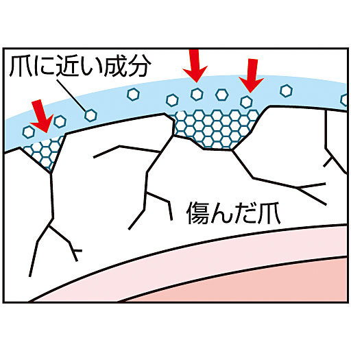 爪の組織に近い成分が爪を保護(コーティング効果による)<br>※イメージ