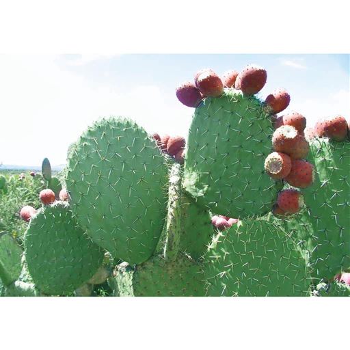 カバー力も欲しいけど潤いも大切だから ハリと潤いを与えるサボテンエキス※を含む19種類の美容保湿成分を配合!※サボテンエキス=オプンティアストレプタカンサエキス※1※イメージ