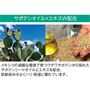 ※サボテンオイル=オプンチアストレプタカンサ種子油(保湿成分)<br>※サボテンエキス=オプンティアストレプタカンサエキス(保湿成分)