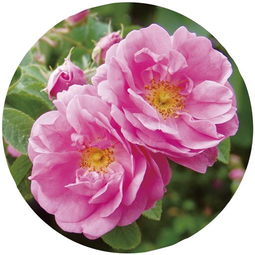 ダマスクローズの優雅な香り♪<br>バラの中でもとくに薫り高いことで知られる「ダマスクローズ(ダマスクバラ花油)」を採用。<br>お手入れしながら香りもお楽しみいただけます。<br>※イメージ