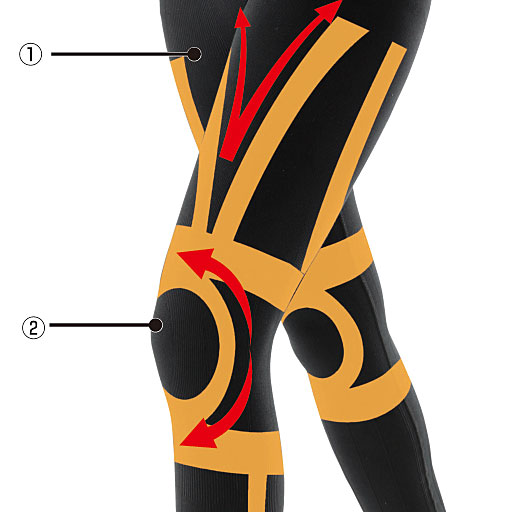 (1)太もものV字ラインが膝を持ち上げ楽に歩けます (2)膝周りのラインがしっかりと膝を支えます ※イメージ