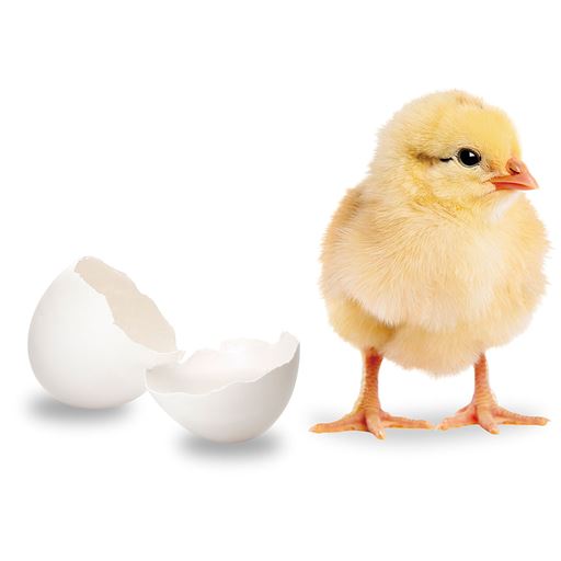 卵殻膜(※)とは<br>卵殻の内側にある白く薄い膜のこと。<br><br>※イメージ<br>※加水分解卵殻膜(保湿成分)