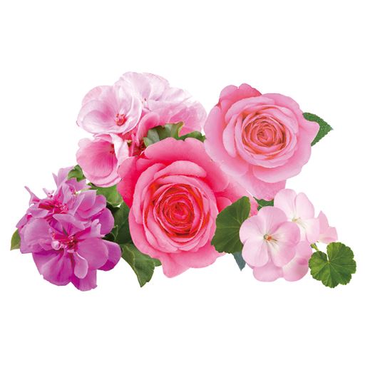 気持ち華やぐローズ・ゼラニウムの香り