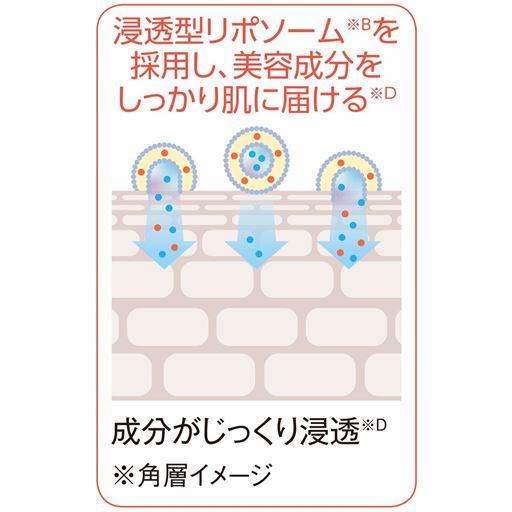 浸透型リポソーム(※B)を採用し、美容成分をしっかり肌に届ける(※D) ※角層イメージ<br><br>※B 浸透型とは角層まで <br>※D 角層まで