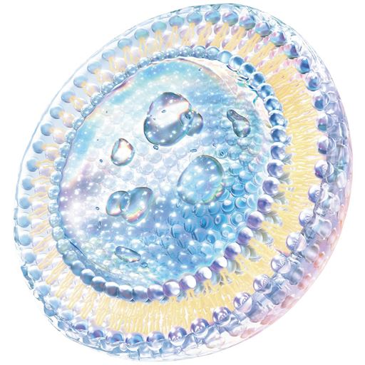 浸透型リポソーム(※B)で肌悩みを集中ケア。必要な成分を、必要な場所へ届ける(※C)ことにこだわり続けた富士フイルム独自のリポソーム技術(※D)。浸透型リポソームが美容成分(保湿)ワレモコウエキスとビタミンC誘導体(※E)を放出し、肌のすみずみまで浸透(※C)します。<br>※イメージ図 ※B 浸透型とは角層まで。 ※C 角層まで。 ※D 独自製法のこと。 ※E ビタミンCテトライソパルミテート(うるおい成分)