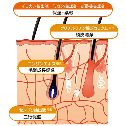 ※イメージ<br><br>※B有効成分