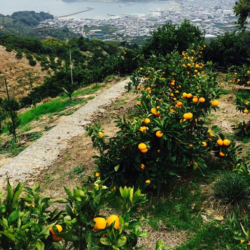 ミカン、イヨカン、甘夏柑の3種のかんきつエキス約40%と高配合。(保湿成分)<br><br>※イメージ