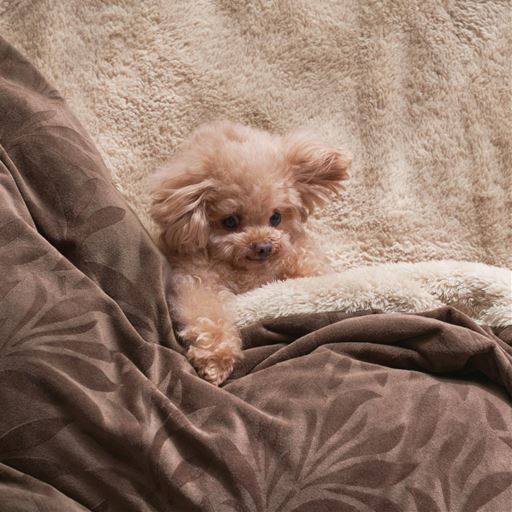 セシールで一番毛足が長い布団カバー。まるでわんこを抱いているみたい!