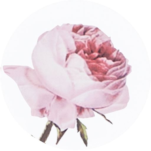 A(ロサ・ケンティフォリア) 生地拡大