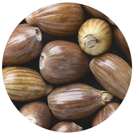 ハトムギ <br>※イメージ