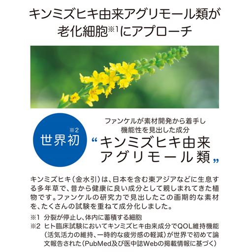 キンミズヒキ由来アグリモール類が、老化綱胞※にアプローチ。