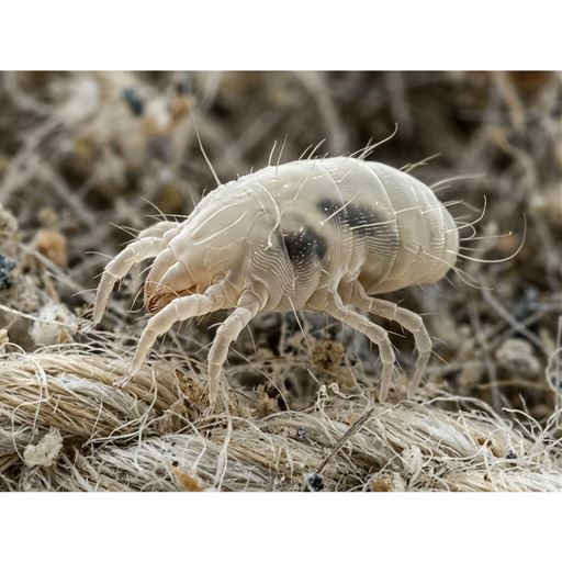 アレルゲンの原因として知られる、コナヒョウヒダニを捕獲!※イメージ画像