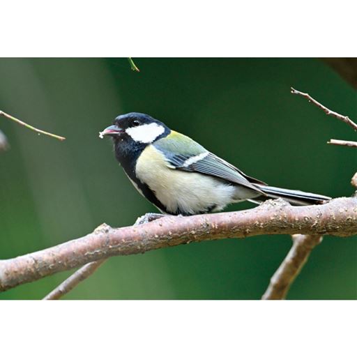 野鳥の声を録音したいとき