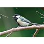 野鳥の声を録音したいとき
