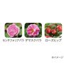 3種類のバラエキスを配合<br>※イメージ