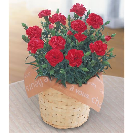 母の日 カーネーションレッド ビアードパパチーズケーキセット セシール Cecile