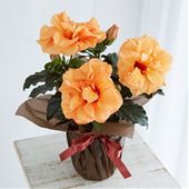 母の日 八重咲きハイビスカス 口コミ