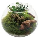 観葉植物(お部屋のアクセントに) ■サイズ：B(苔テラリューム),A(苔山炭セット)の商品画像