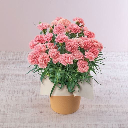 【母の日】カーネーション「ノウル」 - セシール 【母の日】カーネーション「ノウル」 - セシール