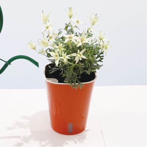 ＜セシール＞ かしこい植木鉢(2個組) - セシール画像