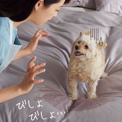 掛け布団に失敗。怒らないで!